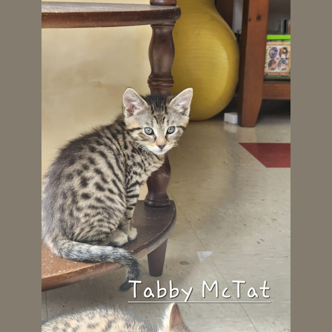 Photo of Tabby Mc Tat