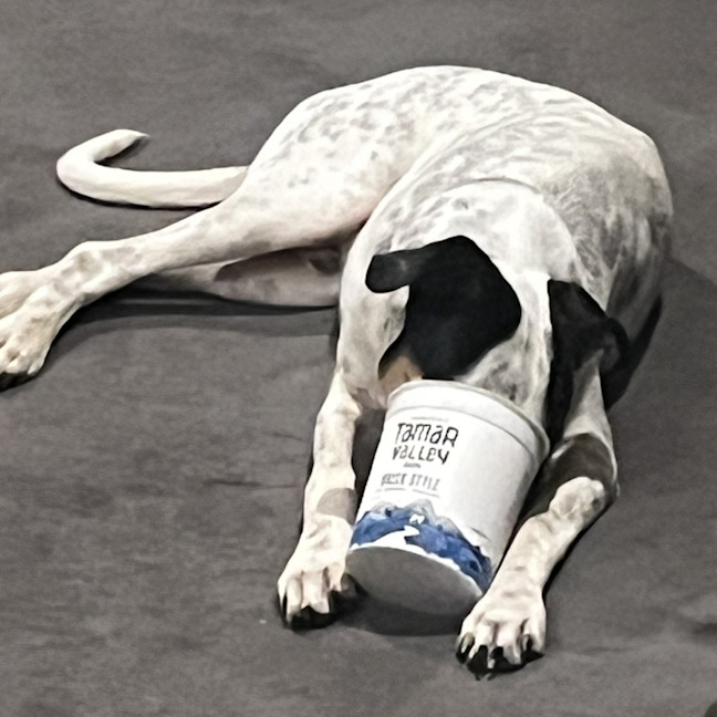 Photo of Ace