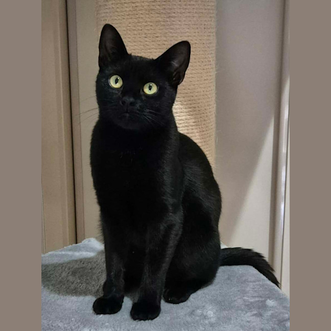 Photo of Nova