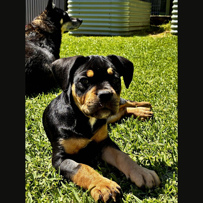 Photo of Maisy – 3 Month Old French Bulldog X