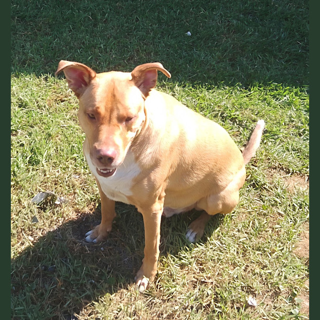 Photo of Redgie   3 Year Old Ridgeback X Kelpie