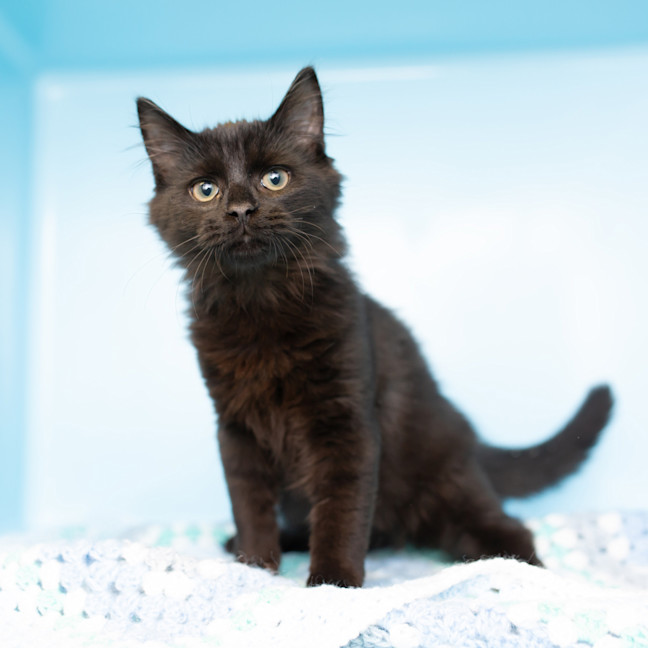 Photo of Albert Einstein