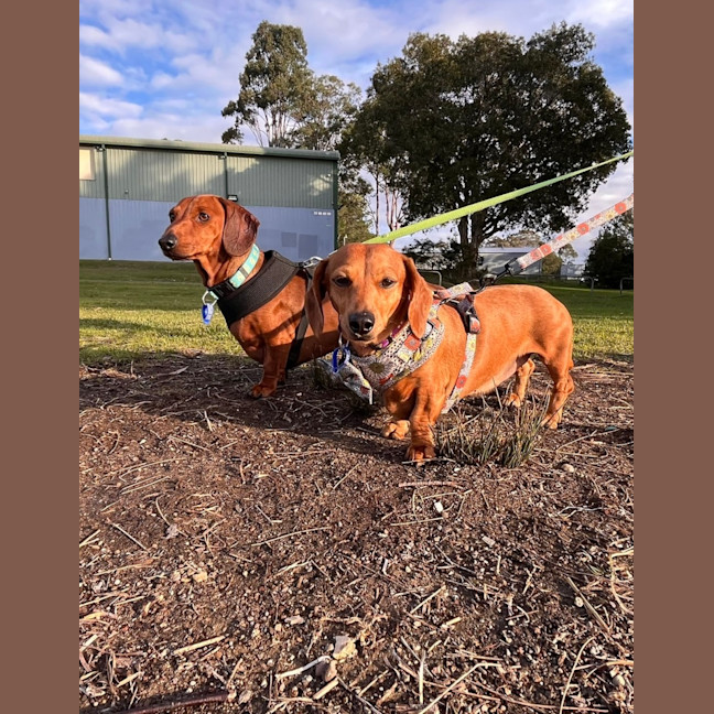 Photo of Frank & Lucy   5 Year Old Dachshund