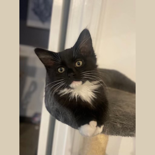 Photo of Badger