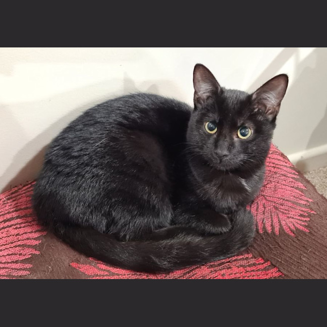 Photo of Cayenne