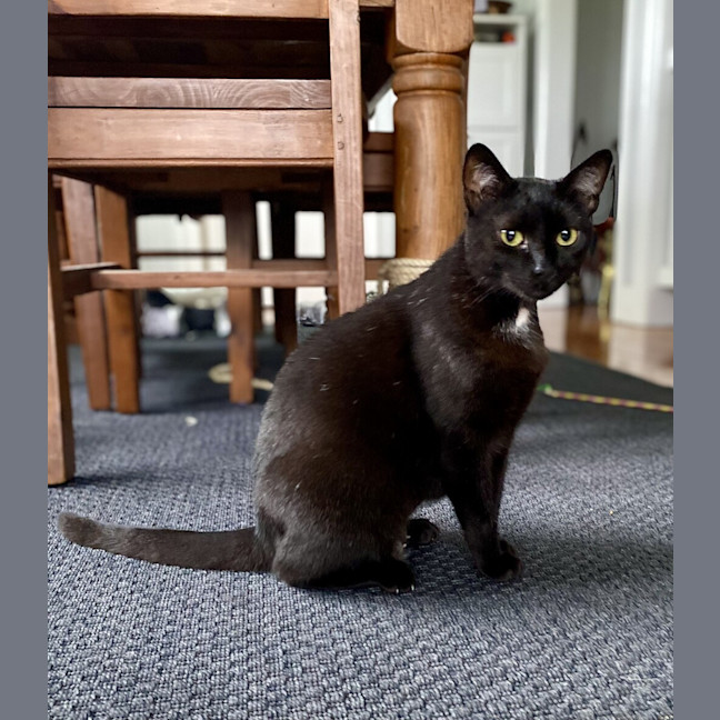 Photo of Puss Puss