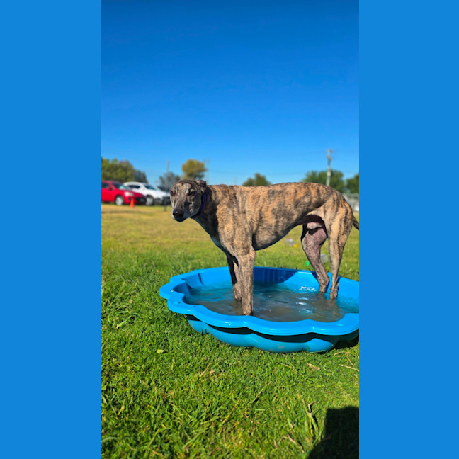 Photo of Tiges (67749)