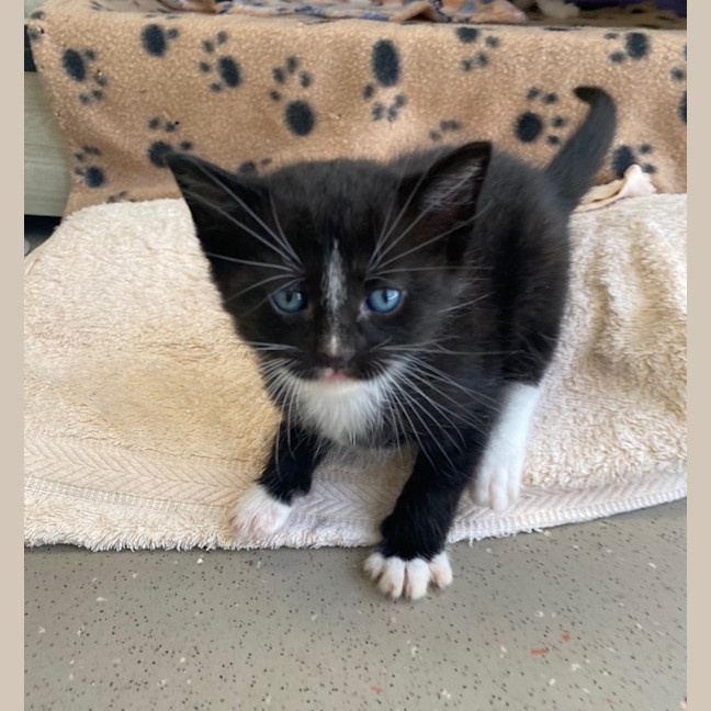 Photo of C1364 Hector