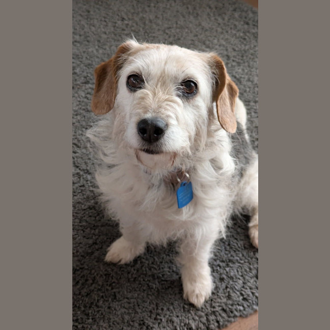 Photo of Sparky
