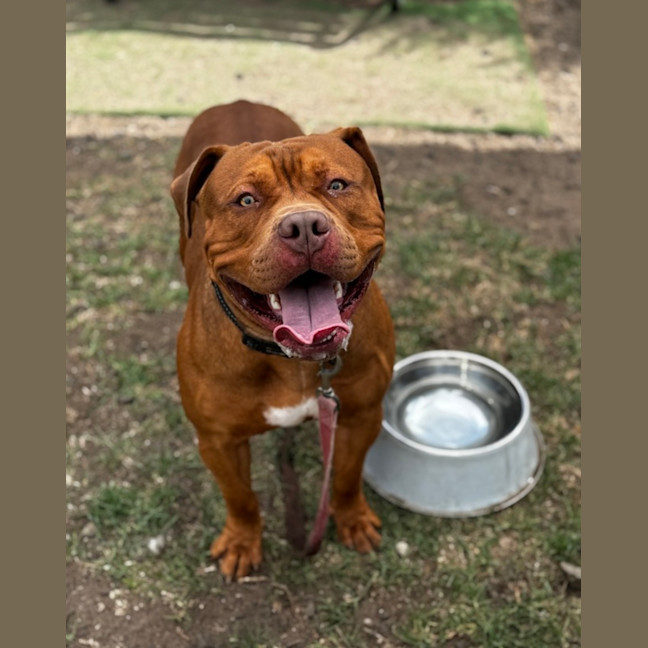 Photo of Kofu (68442)