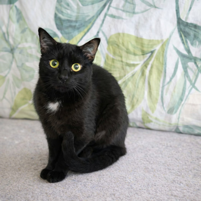 Photo of Toby *9 Lives Project Rescue*