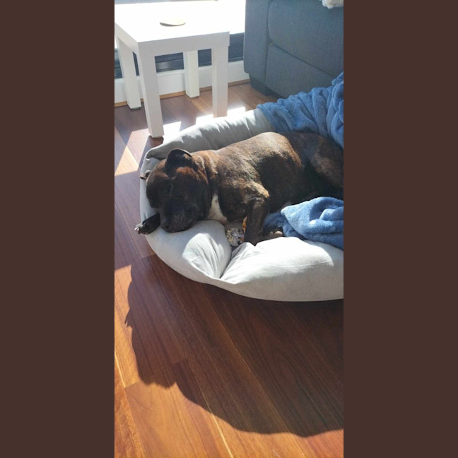 Photo of Buddy