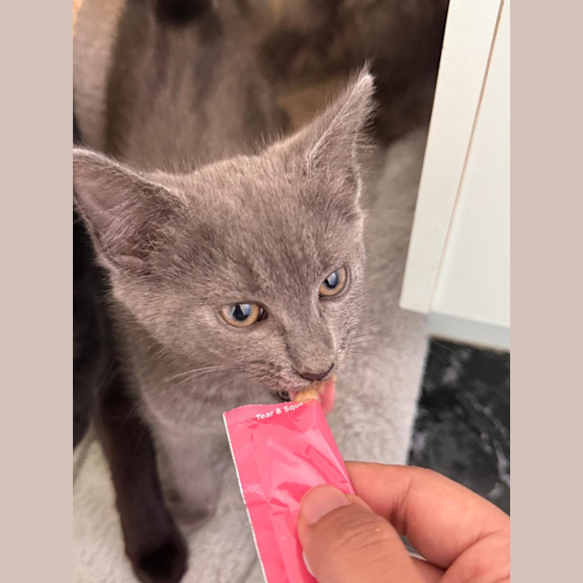 Photo of Rocket