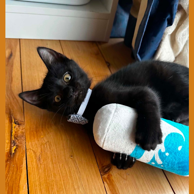 Photo of Spud