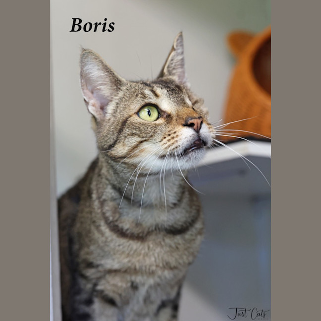 Photo of Boris