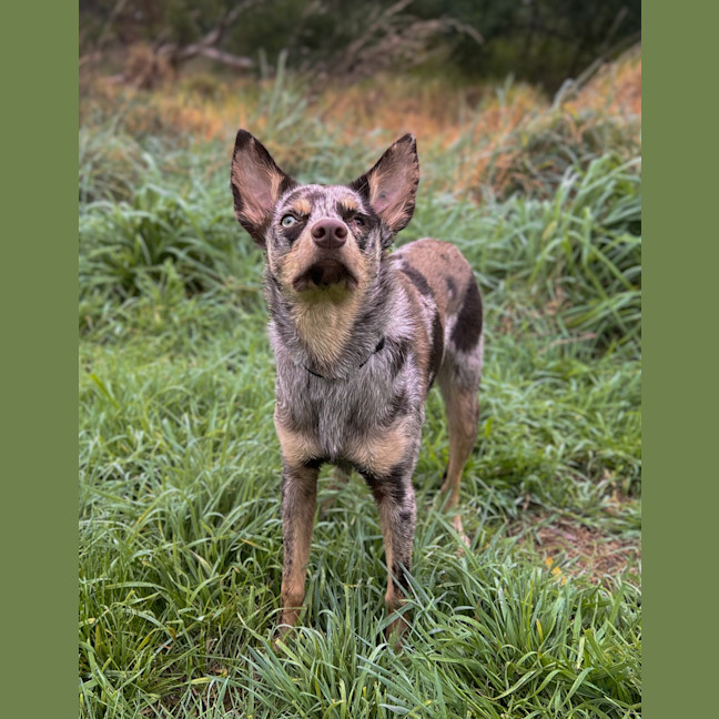 Photo of Shenzi