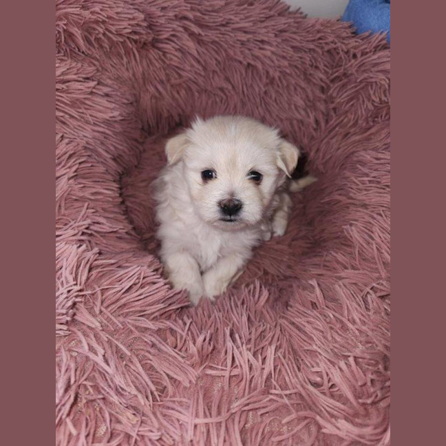 Photo of Millie's Pups   Shih Tzu X Maltese