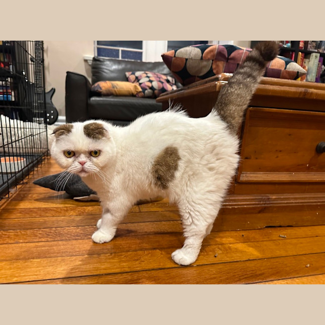 Photo of Moji