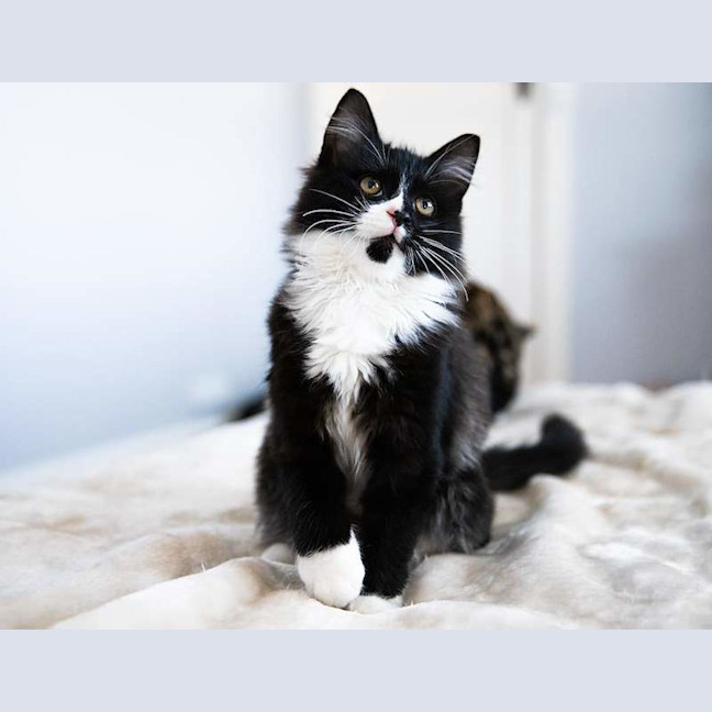 Photo of Tommy