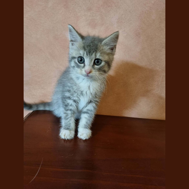 Photo of Tumble 