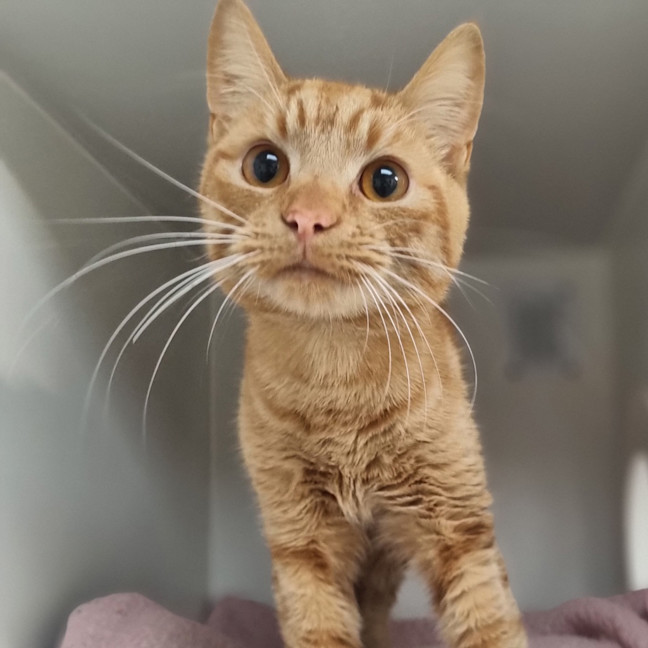 Photo of Cheeto 