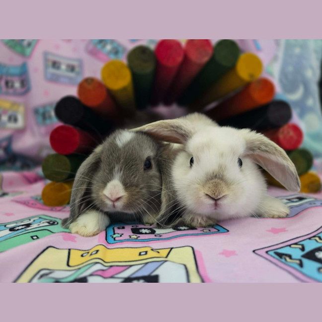 Photo of Lightning / Thunder