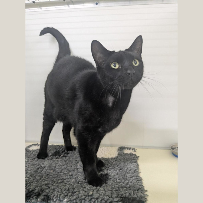 Photo of 🐈‍⬛ Freddie 7412 🐈‍⬛