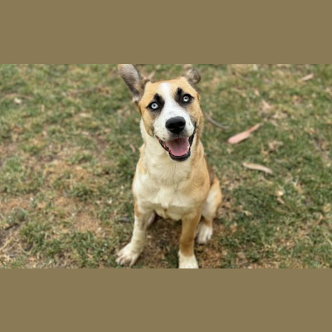 Photo of Roo