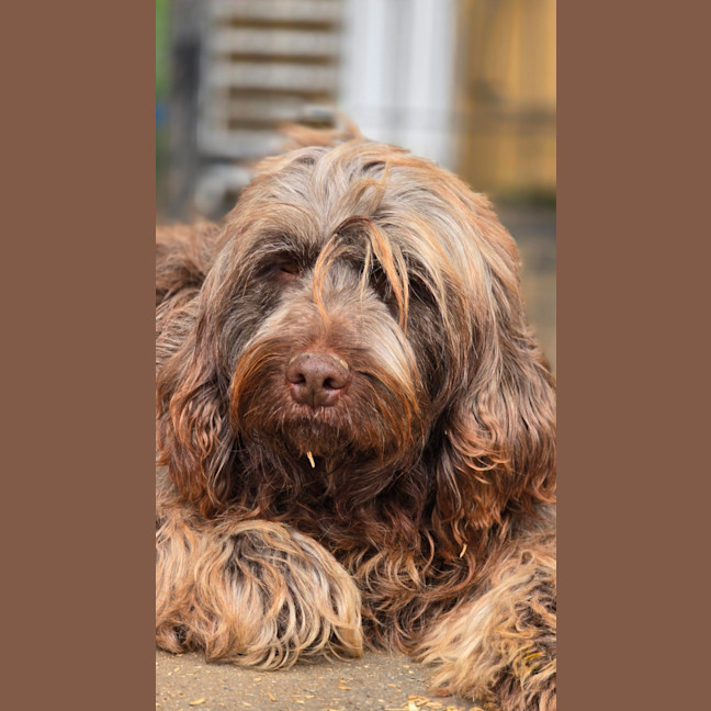 Photo of Coco