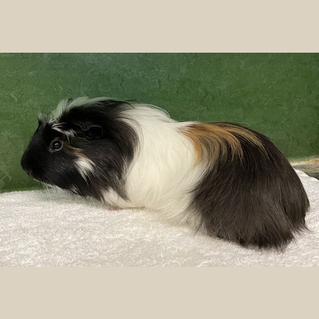 Photo of Hercules