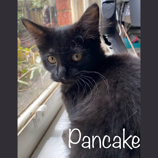Photo of Pancake