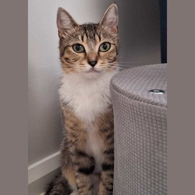 Photo of Misty