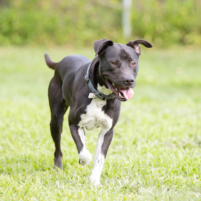 Photo of Buddy (Buzz)