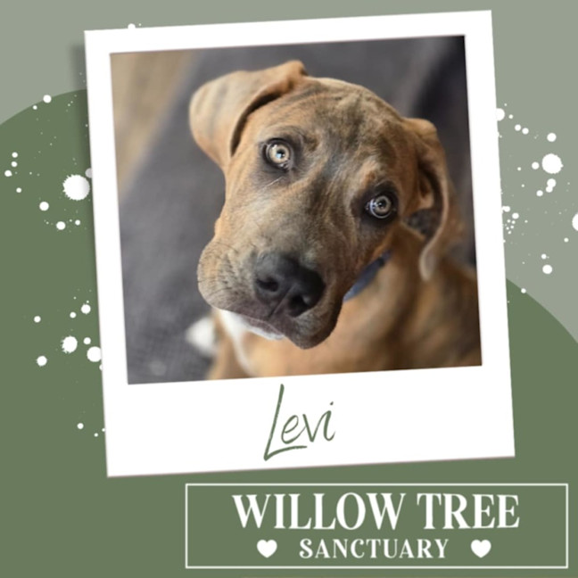 Photo of Levi