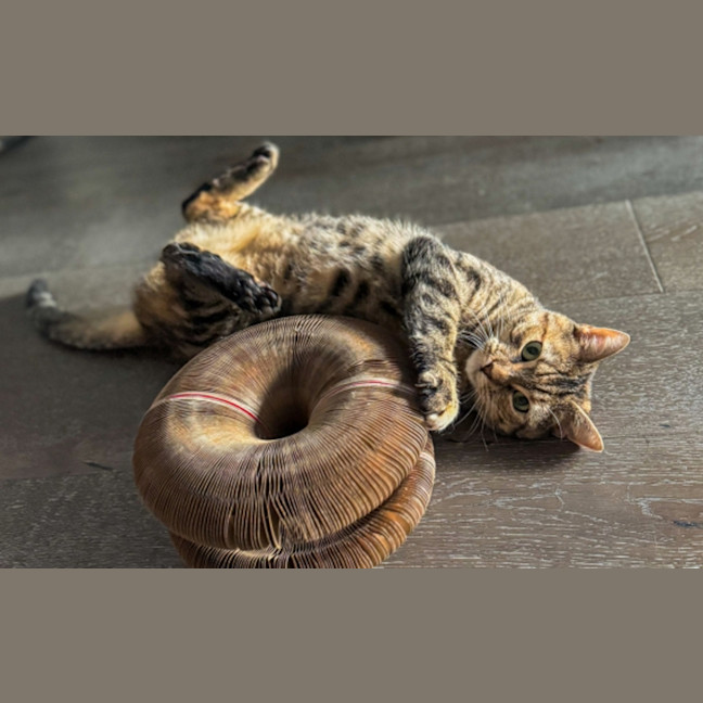 Photo of Pumpkin