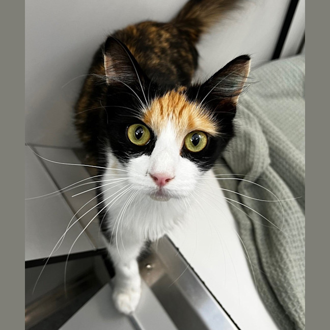 Photo of Kitty Galore