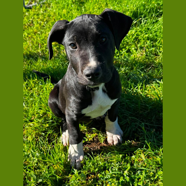 Photo of Charlie