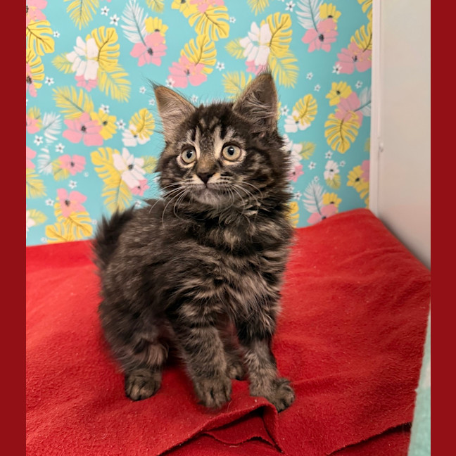 Photo of Fluff (Was Jessie)