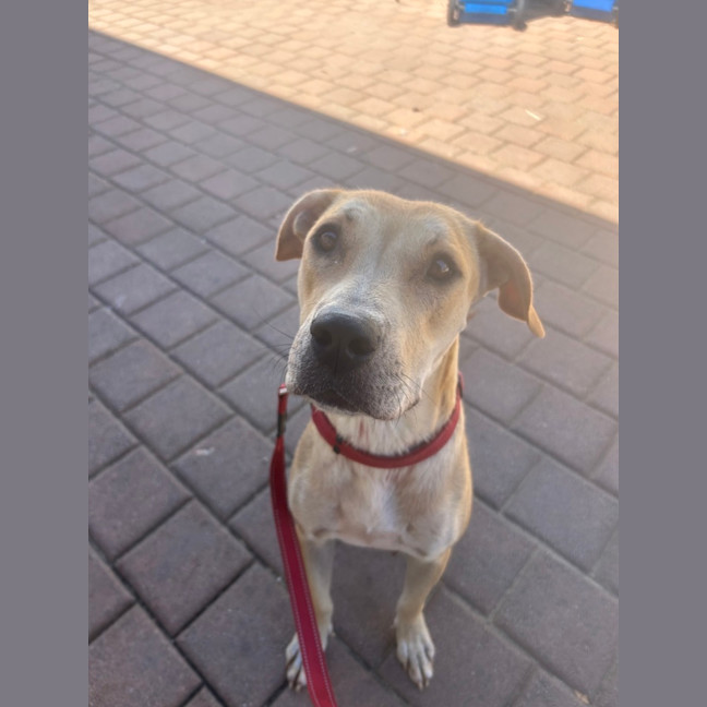 Photo of Luna (Lady)