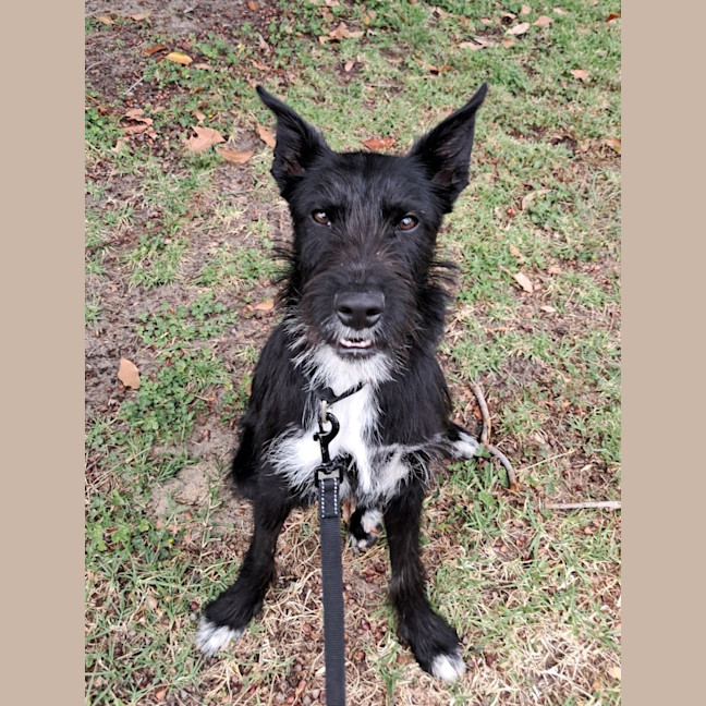 Photo of Smiffy
