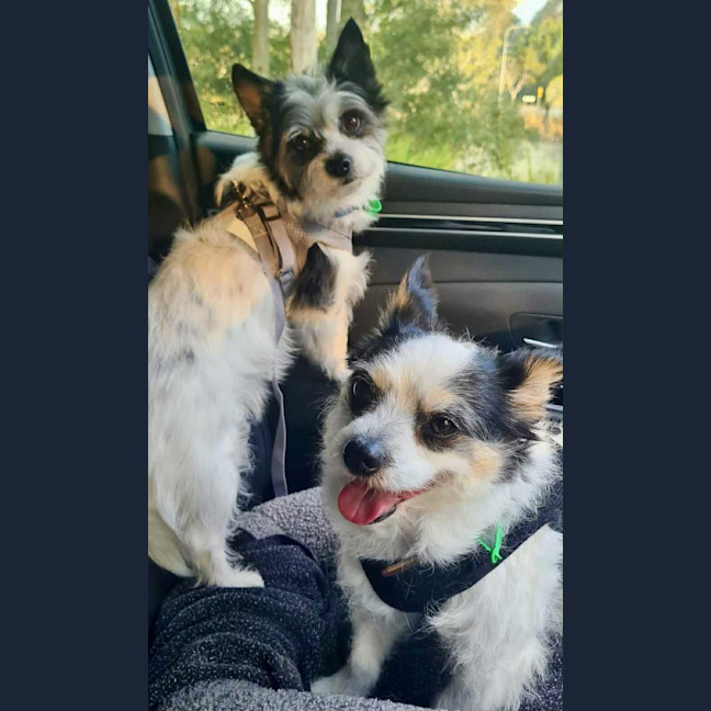 Photo of Scruffy And Bozzi