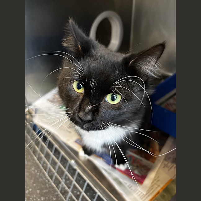 Photo of Postecoglou