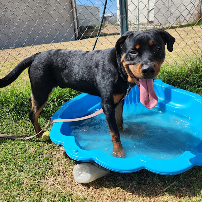 Photo of Diesel (65134)