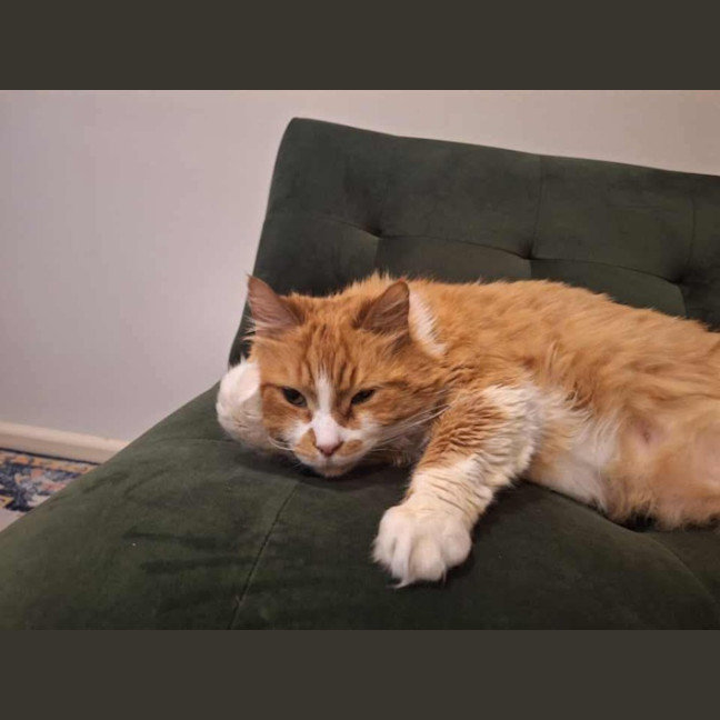 Photo of 😻 Eugene (Gene) 