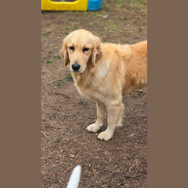 Photo of Stella
