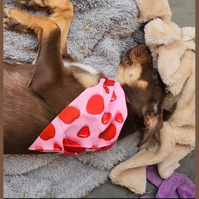 Photo of Stella