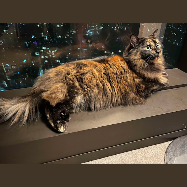 Photo of 🏴‍☠️ Pearl & Pirate 🏴‍☠️