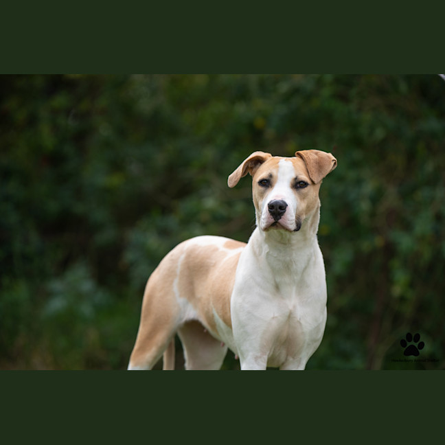 Photo of Shylo