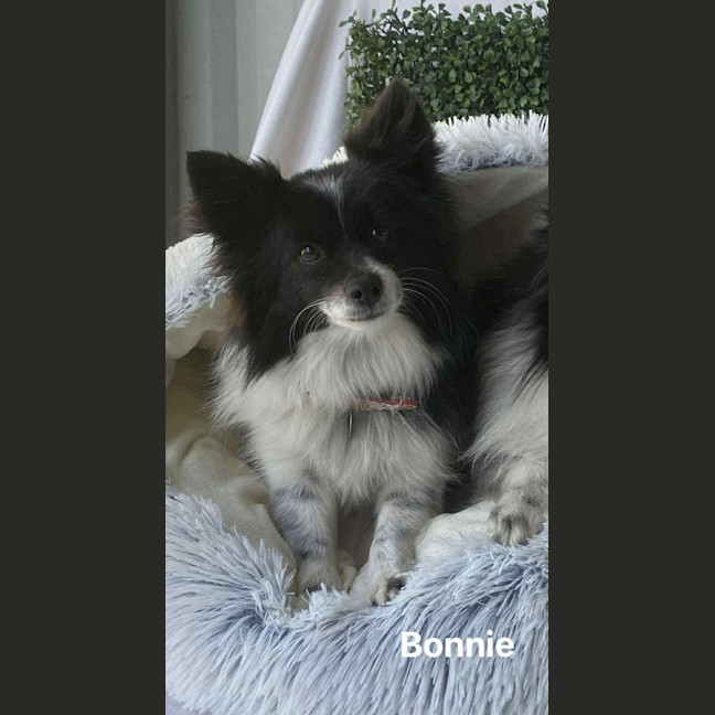 Photo of Bonnie