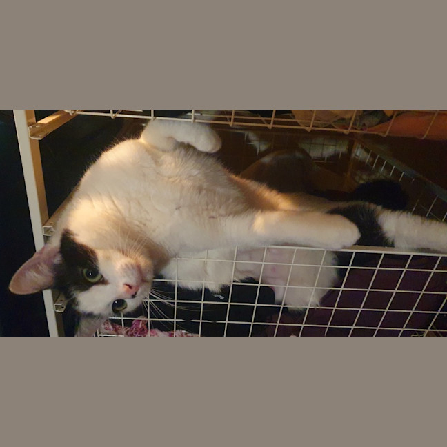 Photo of Dolly